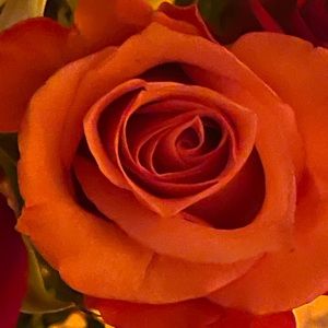 Meet your Posher, Cynthia or robert